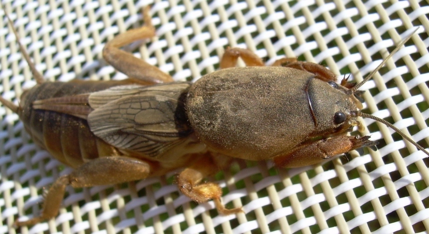 Gryllotalpa sp.